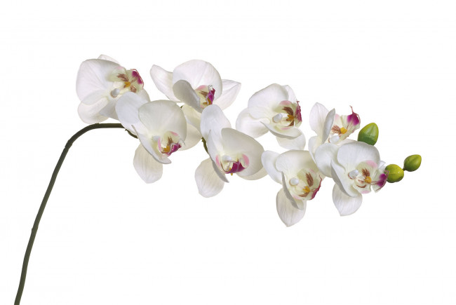    8J-1219S0003 Орхидея белая 85 см (12)