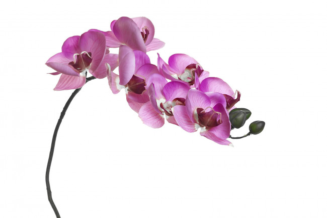    8J-1219S0004 Орхидея розовая 85 см (12)